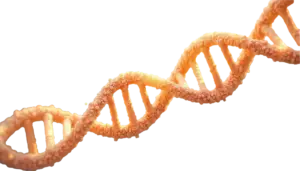 DNA png